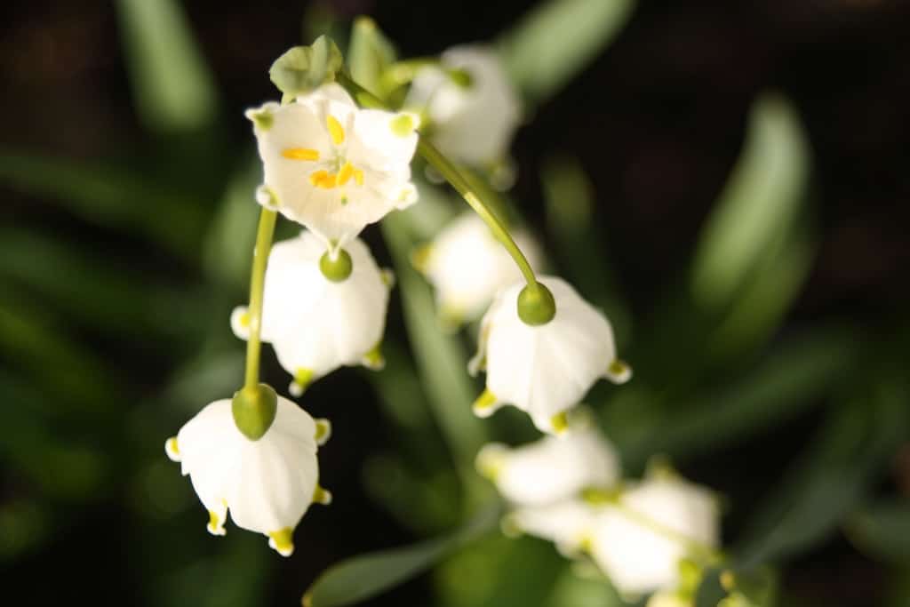 Nivéole (Leucojum)
