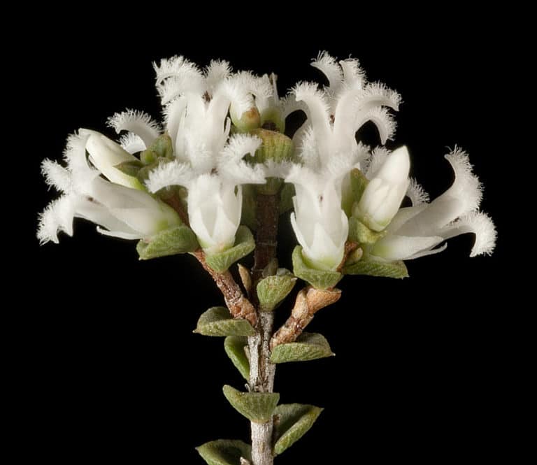 Leucopogon (Leucopogon)