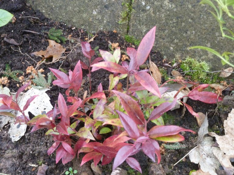Leucothoé (Leucothoe)