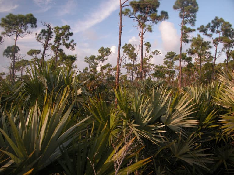 Leucothrinax (Leucothrinax)