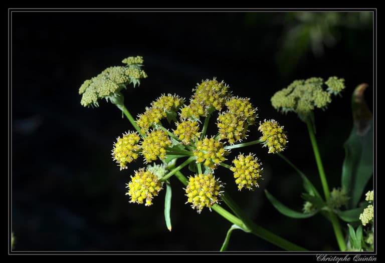 Levisticum (Levisticum)