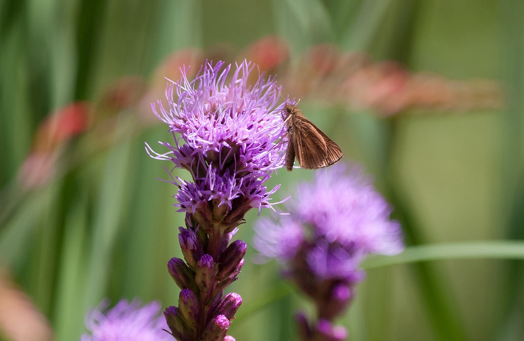 Liatris (Liatris)