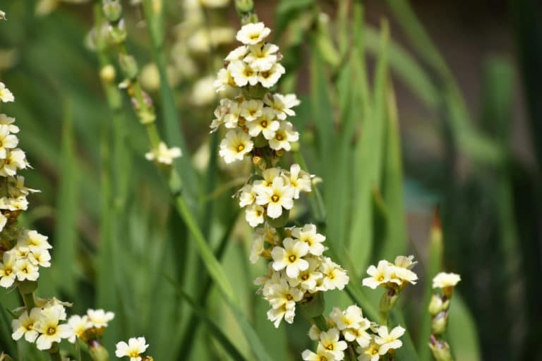 Libertia (Libertia)