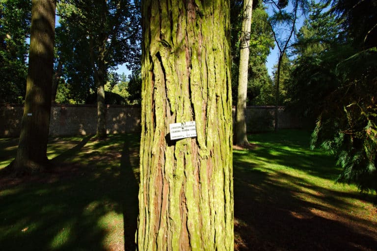 Libocedrus (Libocedrus)