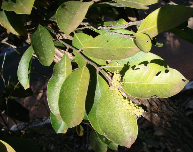 Licania (Licania)