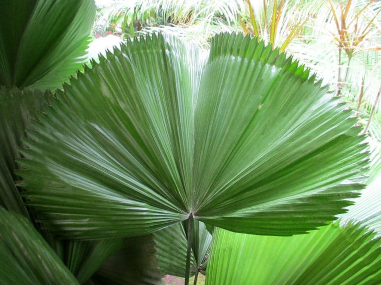 Licuala (Licuala)