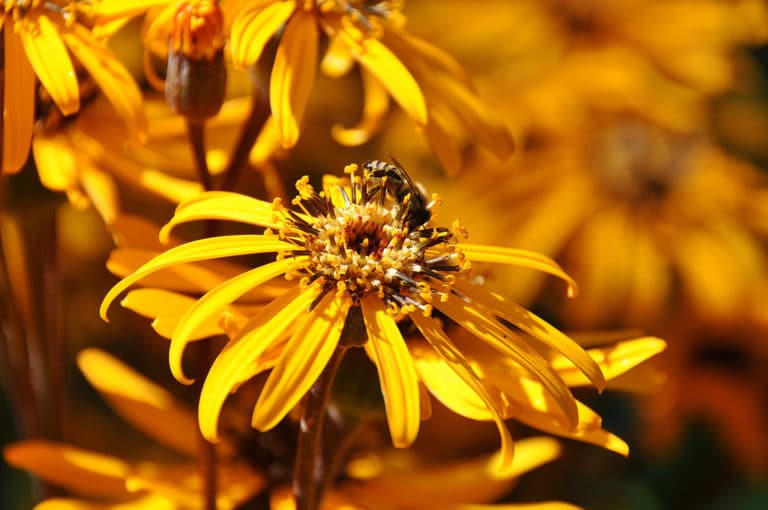 Ligulaire (Ligularia)