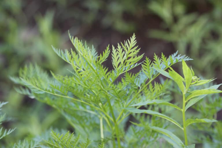 Ligusticum (Ligusticum)