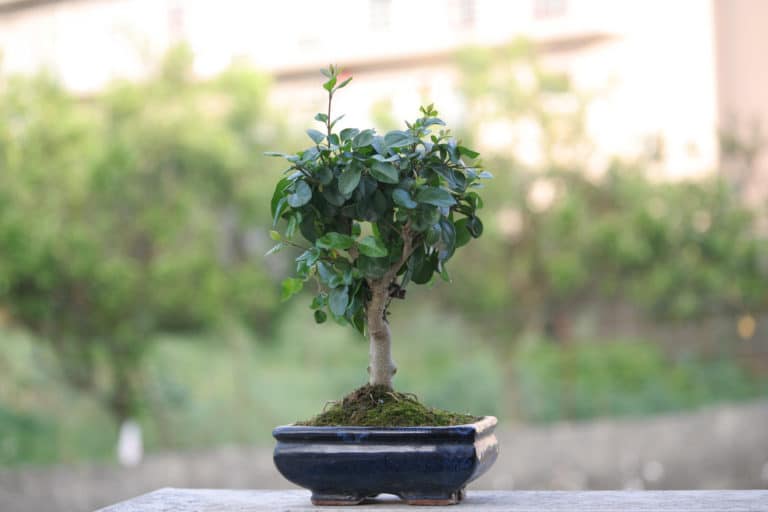 Troène (Ligustrum)