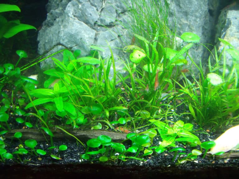 Lilaeopsis (Lilaeopsis)