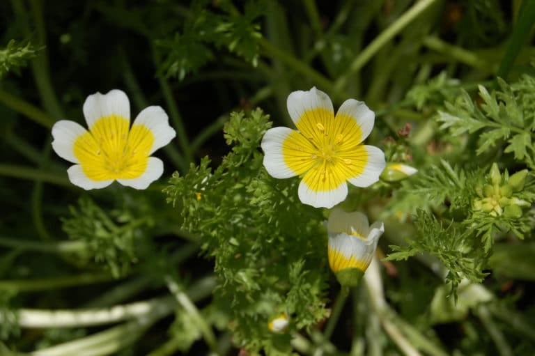 Limnanthes (Limnanthes)