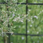 Limonium