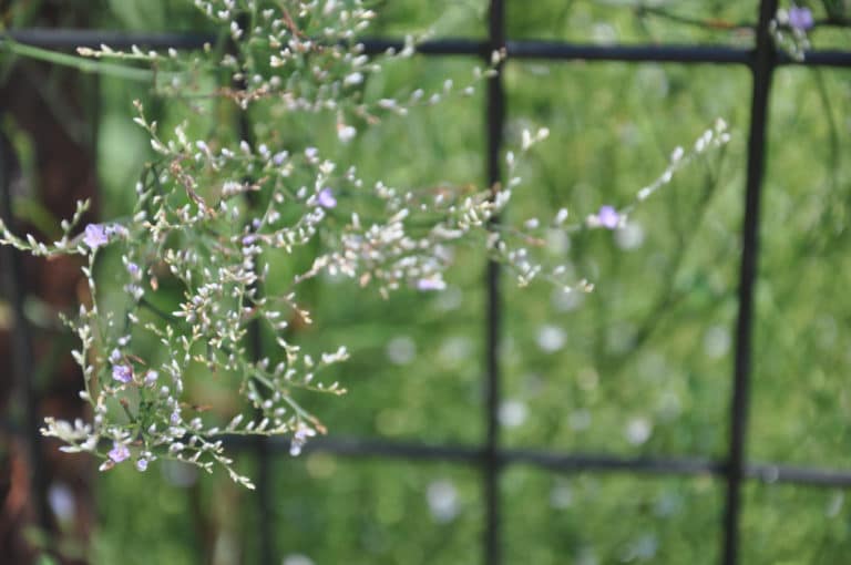 Limonium (Limonium)