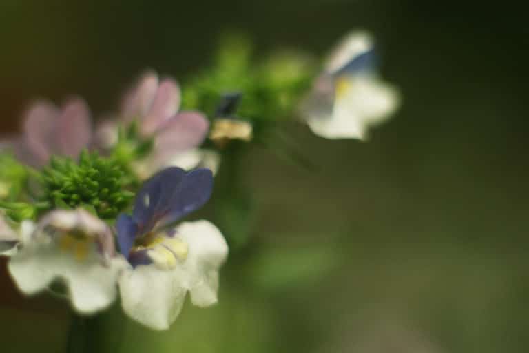 Linaire (Linaria)