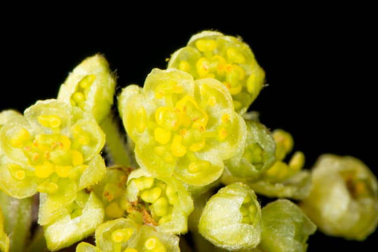 Lindera (Lindera)
