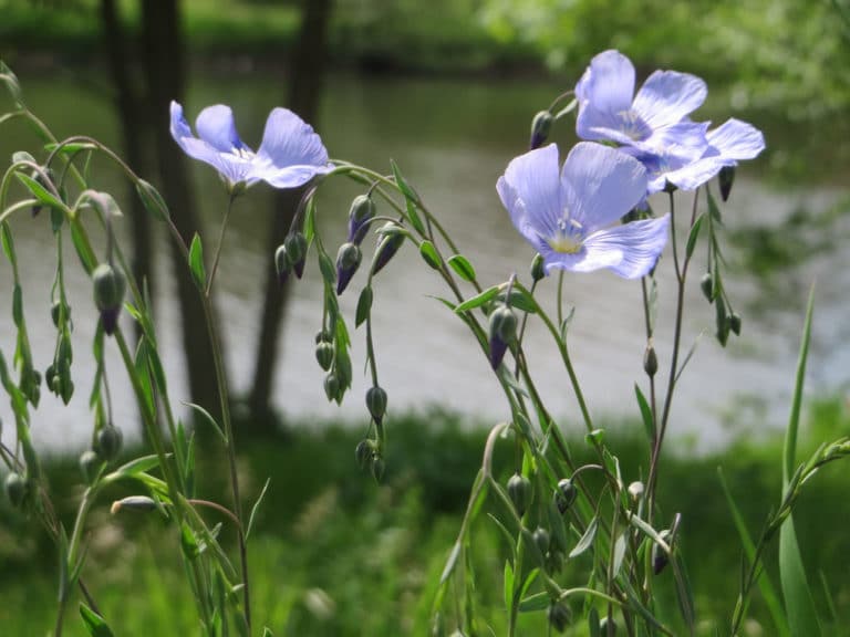 Lin (Linum)
