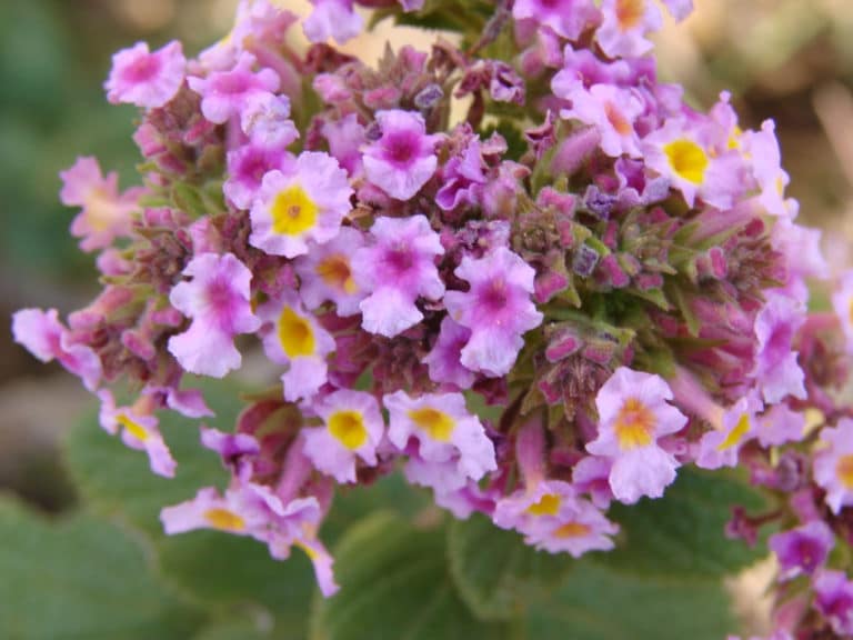 Phyla (Lippia)