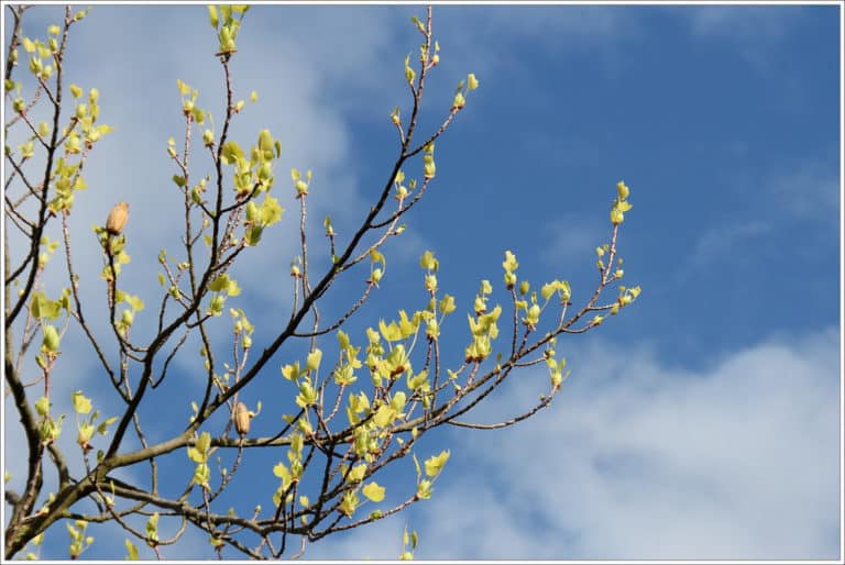 Liriodendron (Liriodendron)