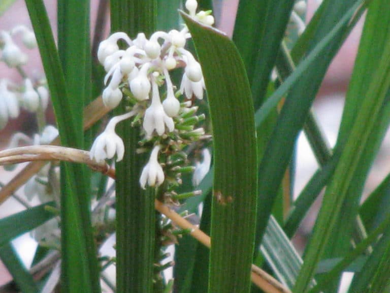 Liriope (Liriope)