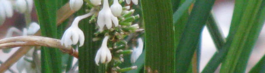 Liriope