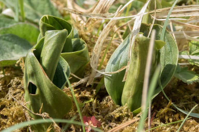 Listera (Listera)