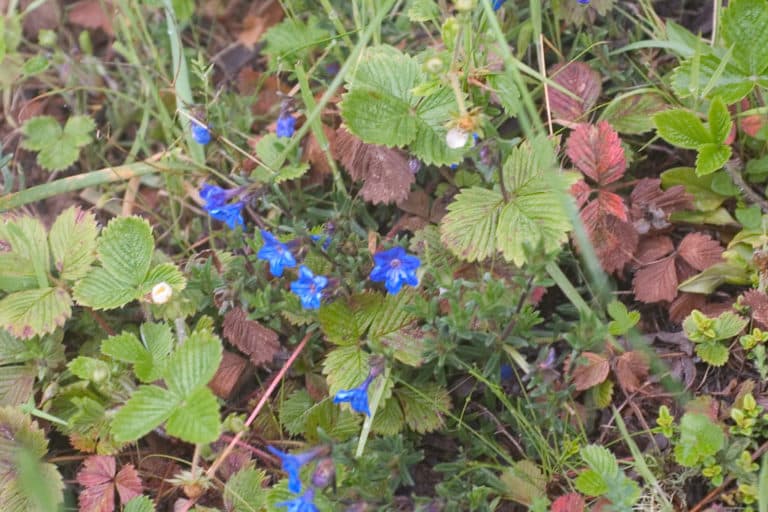Lithodora (Lithodora)