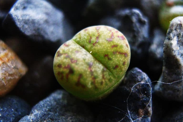 Plantes-cailloux (Lithops)