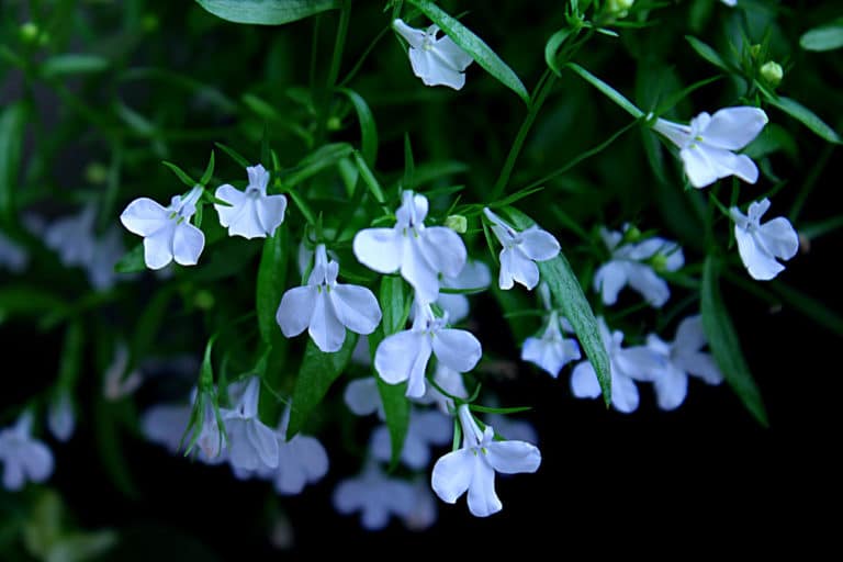Lobélie (Lobelia)