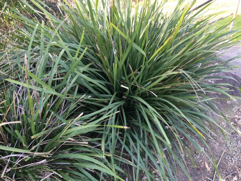 Lomandra (Lomandra)