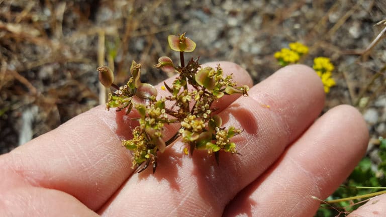 Lomatium (Lomatium)