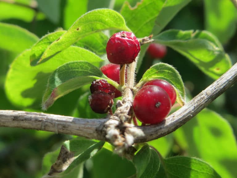 Chèvrefeuille (Lonicera)