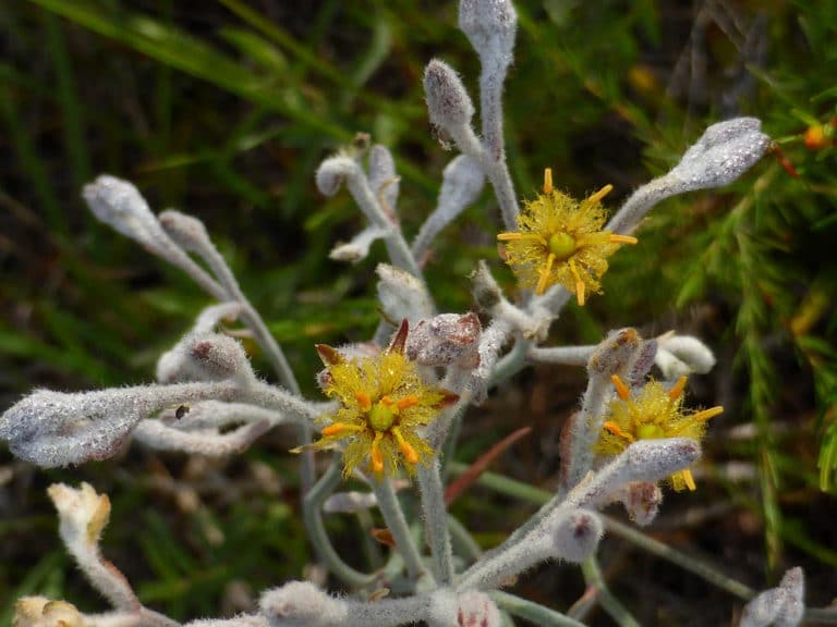 Lophiola (Lophiola)