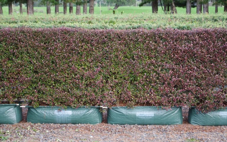 Lophomyrtus (Lophomyrtus)