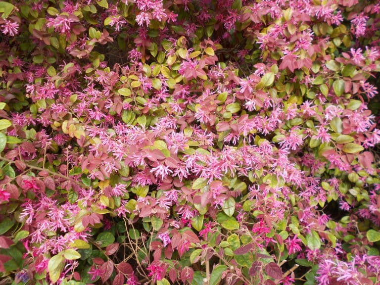 Loropetalum (Loropetalum)