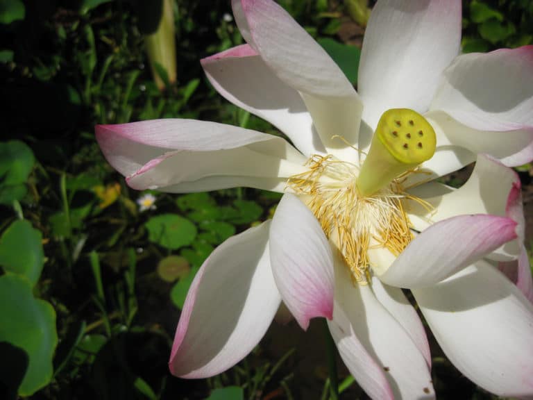 Lotier (Lotus)