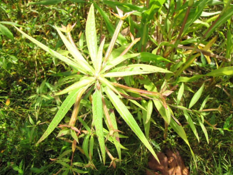 Ludwigia (Ludwigia)