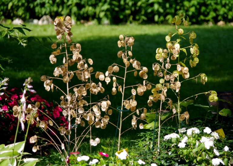 Lunaire (Lunaria)