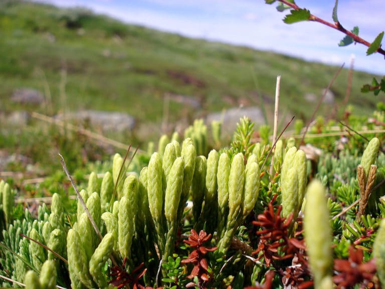 Lycopodium (Lycopodium)