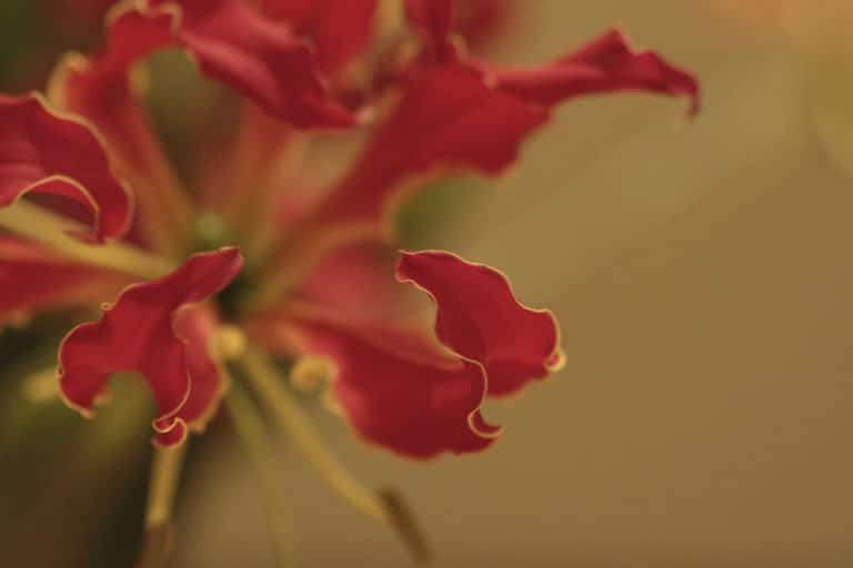 Lycoris (Lycoris)