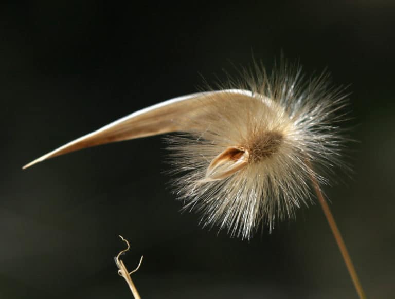 Lygeum (Lygeum)