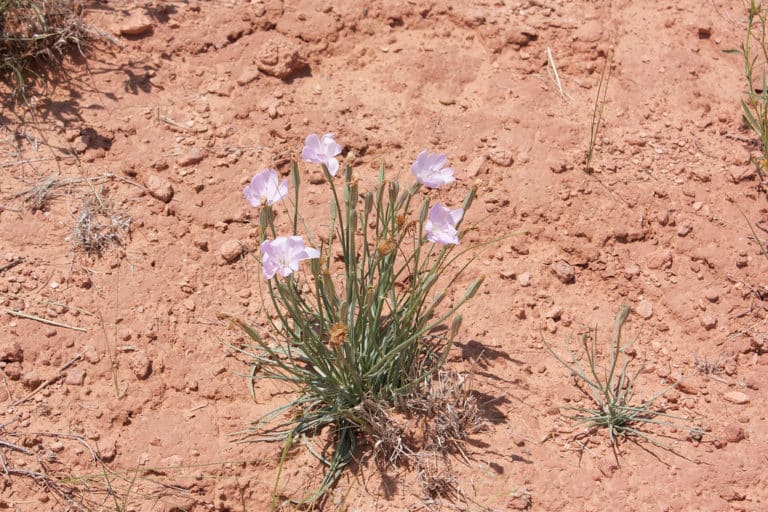 Lygodesmia (Lygodesmia)