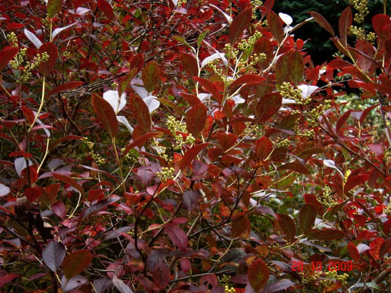 Lyonia (Lyonia)