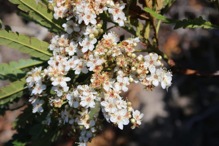 Lyonothamnus (Lyonothamnus)