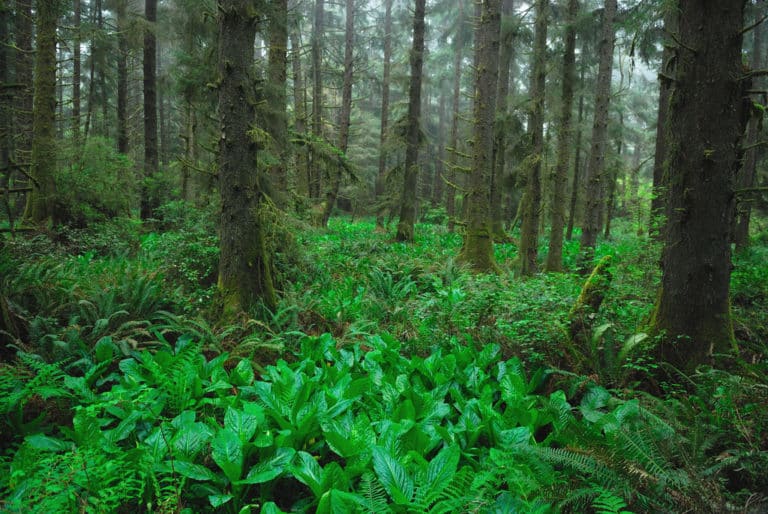 Lysichiton (Lysichiton)