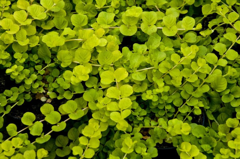 Lysimaque (Lysimachia)