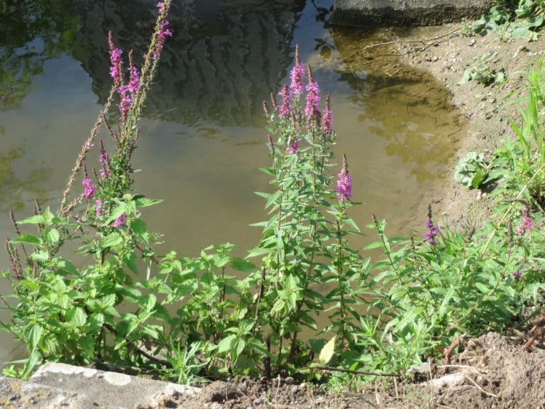 Salicaire (Lythrum)
