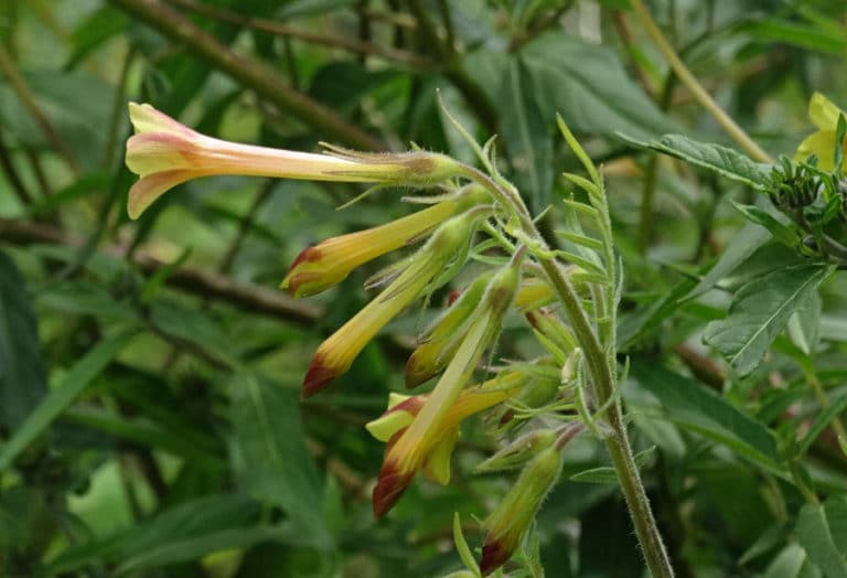 Macromeria (Macromeria)