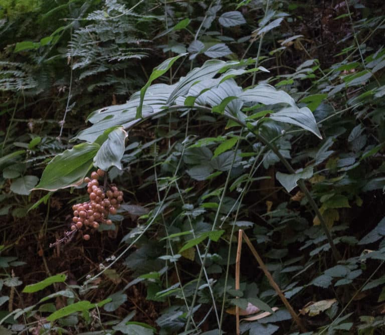 Maianthemum (Maianthemum)