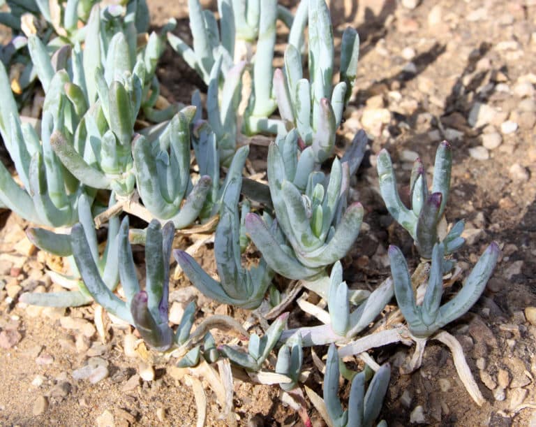 Malephora (Malephora)
