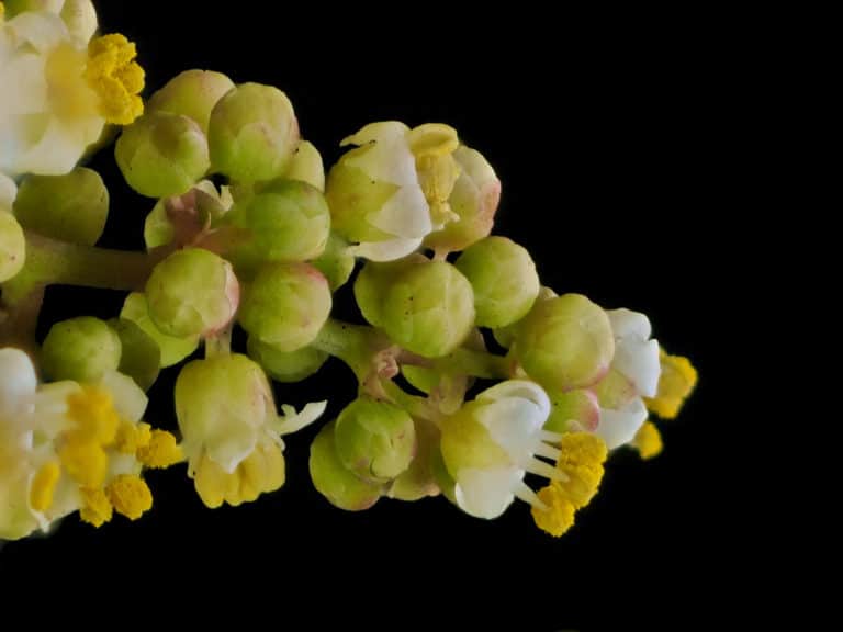 Malosma (Malosma)